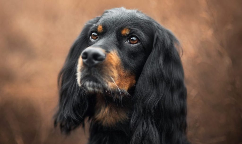 Gordon setter portrait