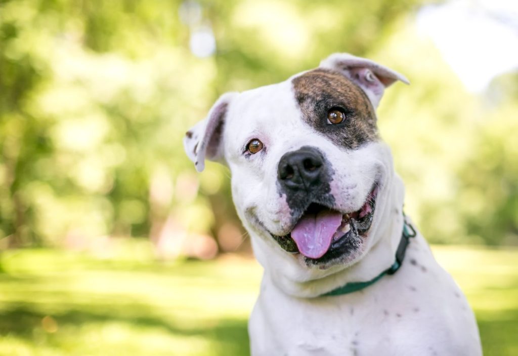 Closeup of American Bulldog smiling