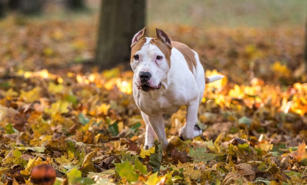 American Bulldog Running