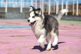 Husky running through sports court