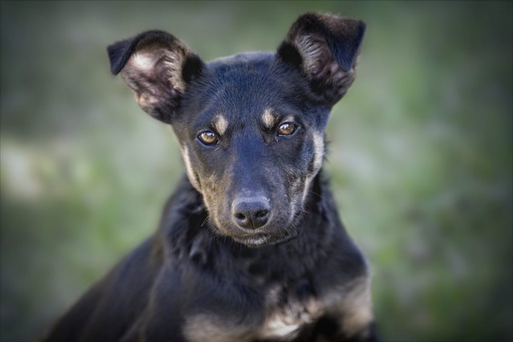 working kelpie puppy