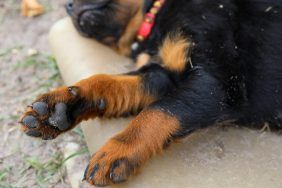 Close-up of paws of Rottweiler lying on ground