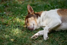 small dog sleeping on grass at park