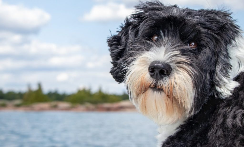 Portrait of a black and white Portuguese Water Dog