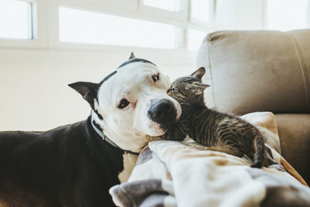 Kitten playing with AmStaffy mix