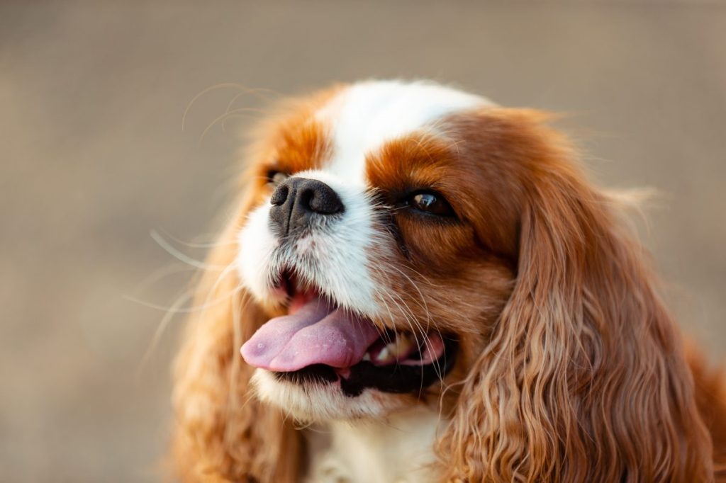 King Charles Spaniel or English Toy Spaniel