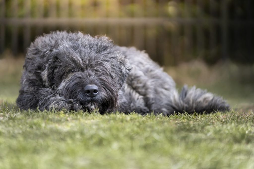 sleeping bouvier des flandres