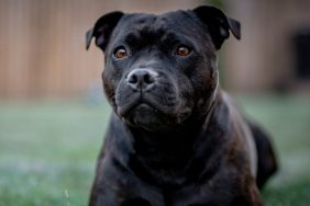 black staffordshire bull terrier