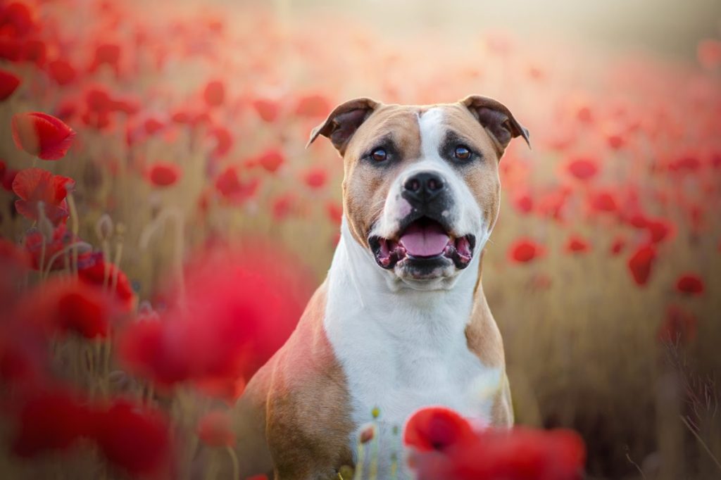 american staffordshire terrier sitting