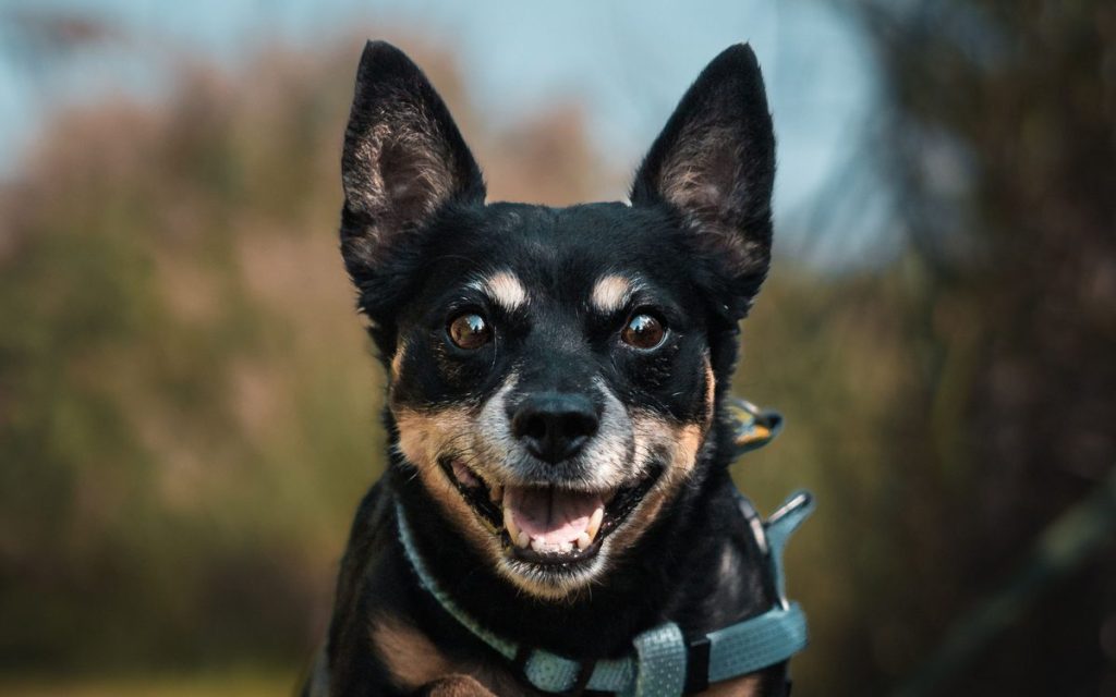 smiling lancashire heeler