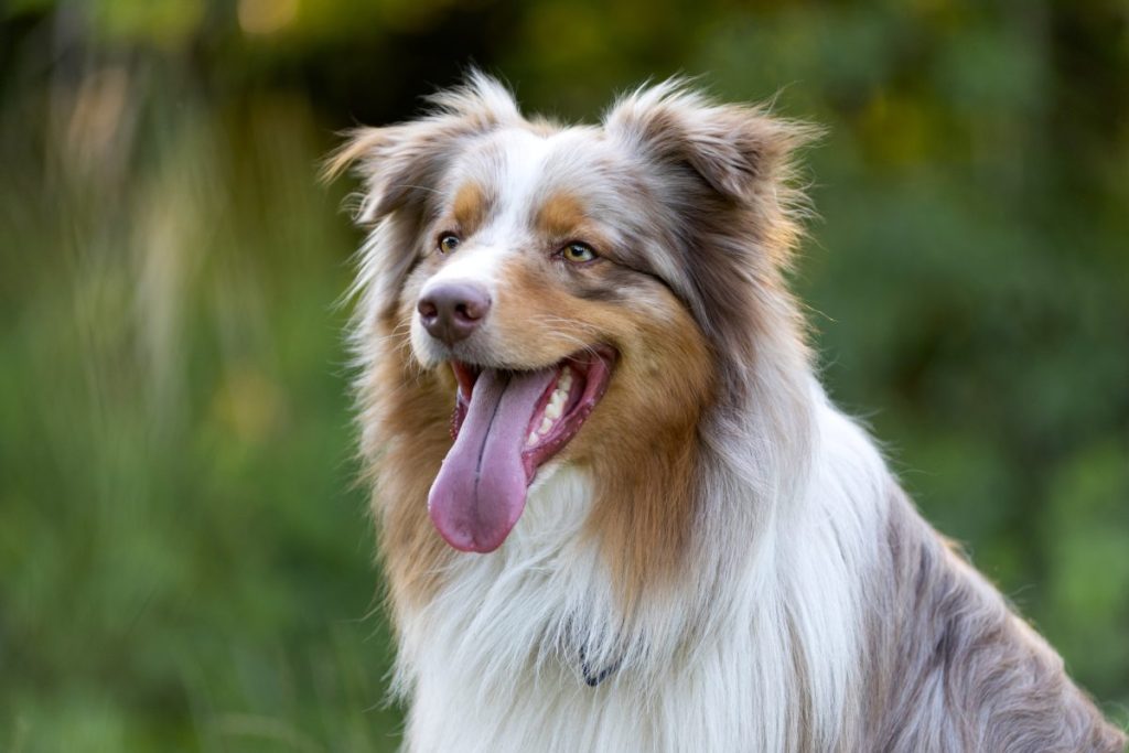 close-up of Australian Dog smiling with tongue sticking out