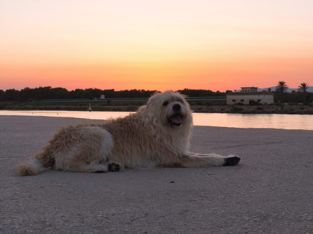 Fluffy Barbado da Terceira dog