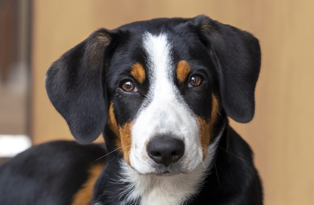 Entlebucher Sennenhund breed