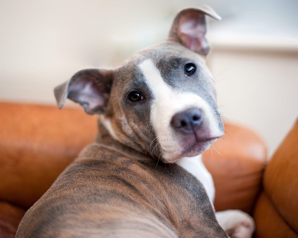 Staffordshire Bull Terrier puppy