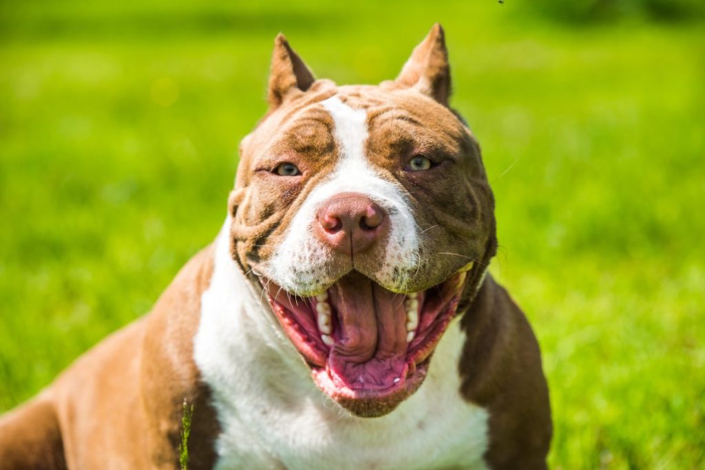 A smiling tan and white Pit Bull dog breed.