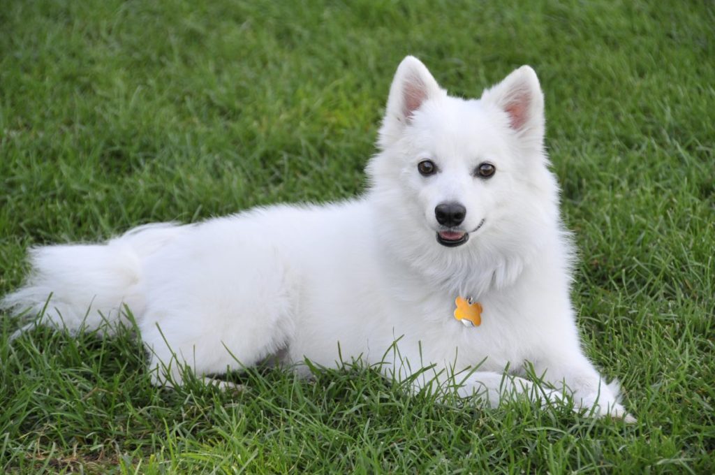 American Eskimo Dog resting on grass.