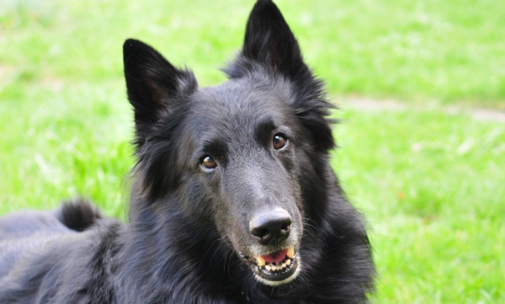 belgian sheepdog Groenendael