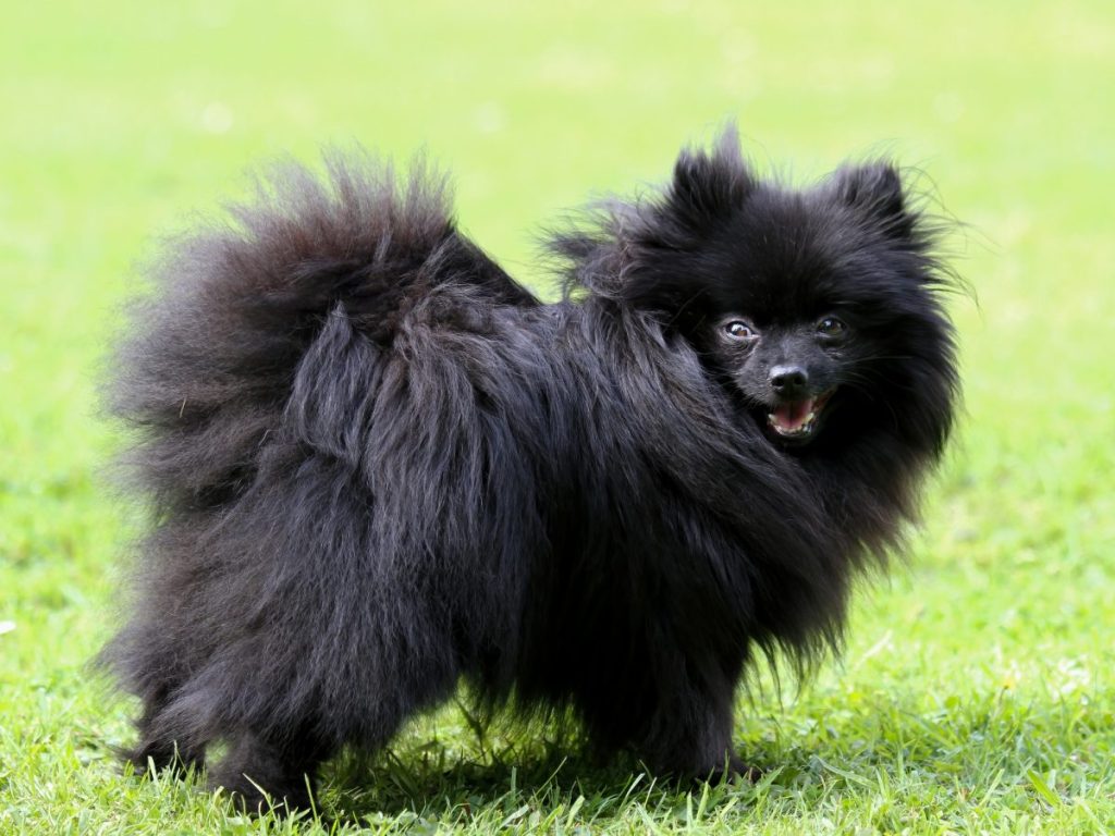 fluffy black german Spitz