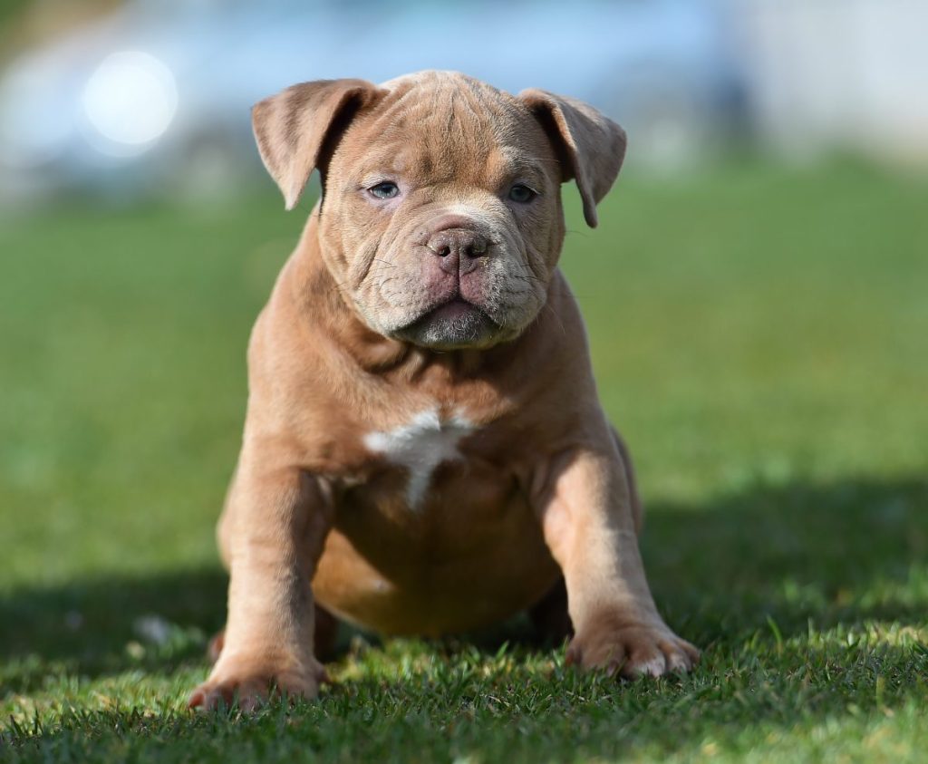 An adorable American Bully puppy with a white spot on his chest.