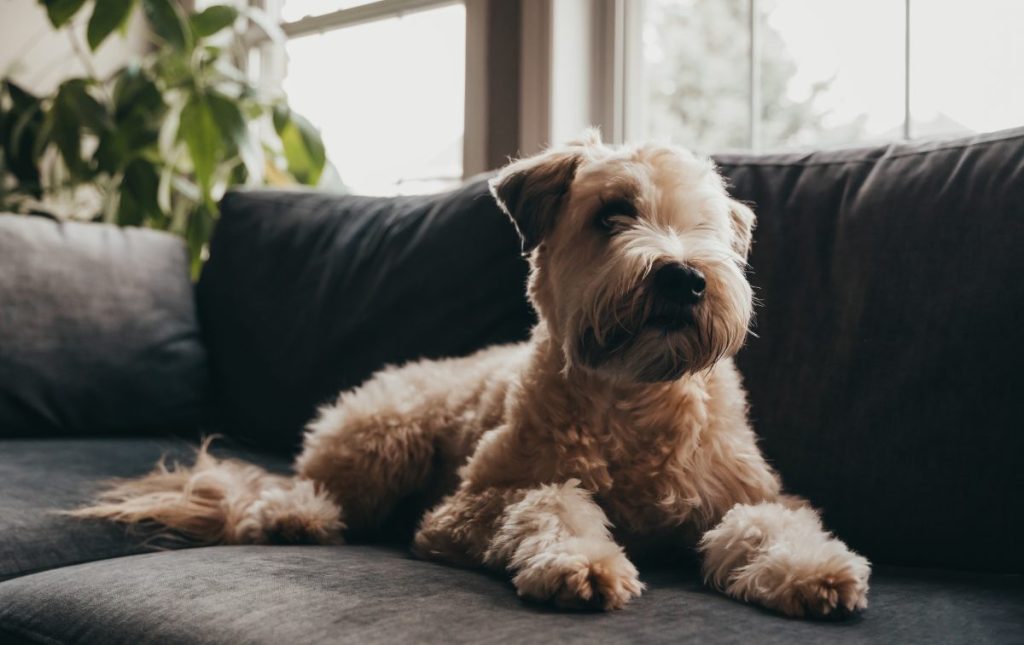 soft coated wheaten terrier