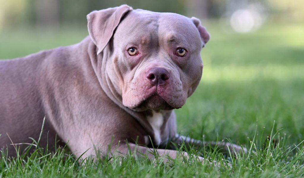 A docile looking Pit Bull looking into the camera.