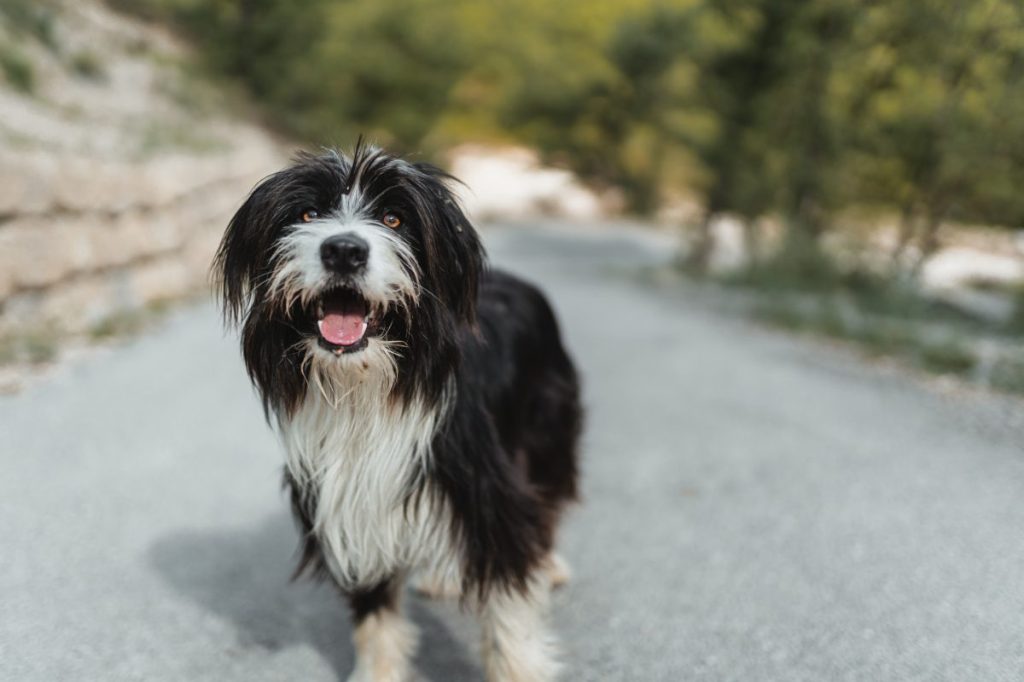 black and white Tibetan terrier