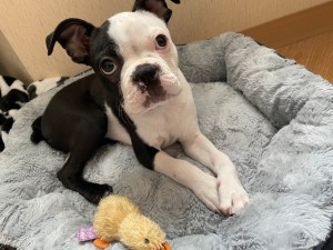 Boston Terrier puppy