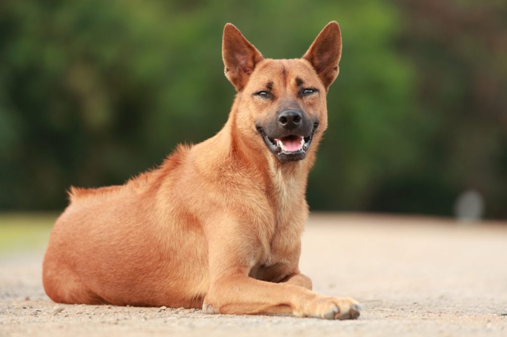 happy Thai Ridgeback Dog