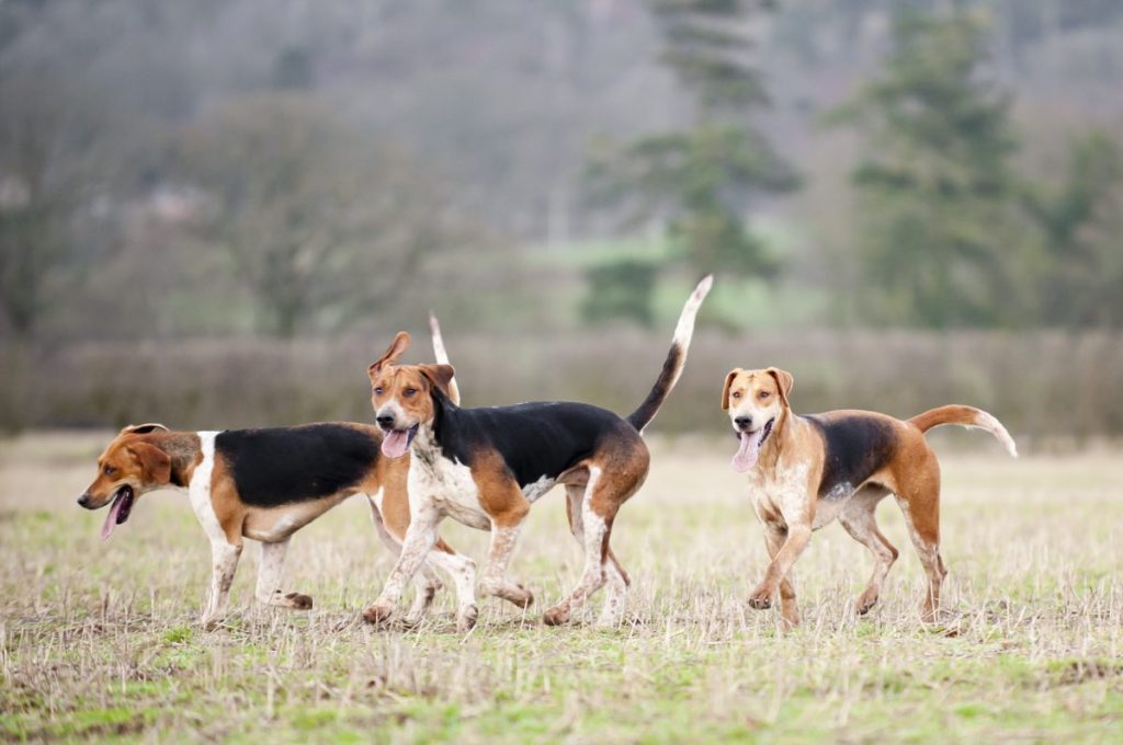 English foxhounds in the British countryside