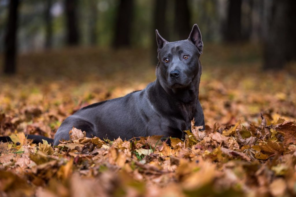 Thai Ridgeback Dog is Lying on the Ground.