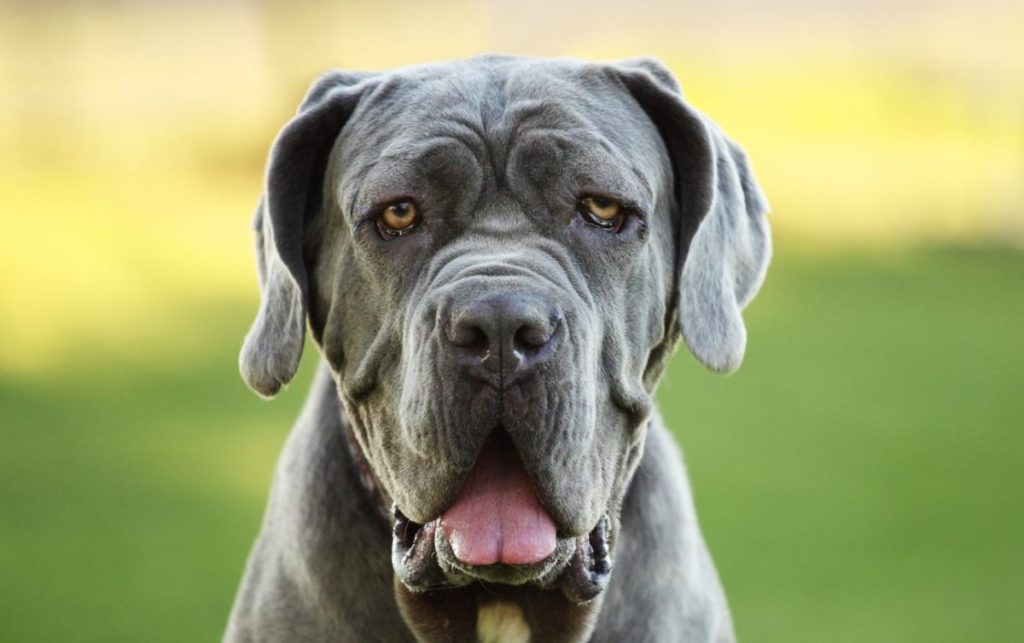 happy neapolitan mastiff