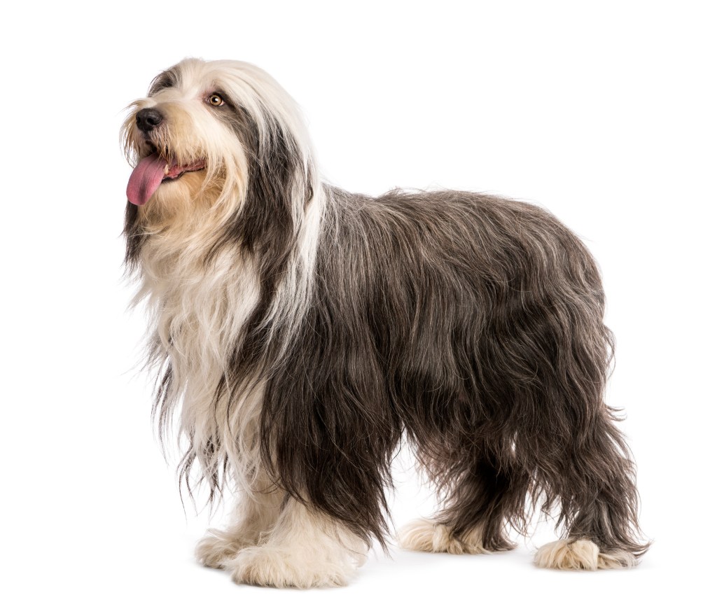 Bearded Collie standing against white background.