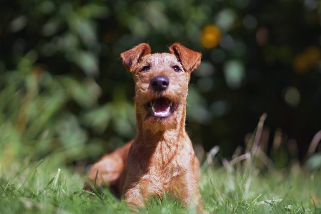 Irish Terrier puppy