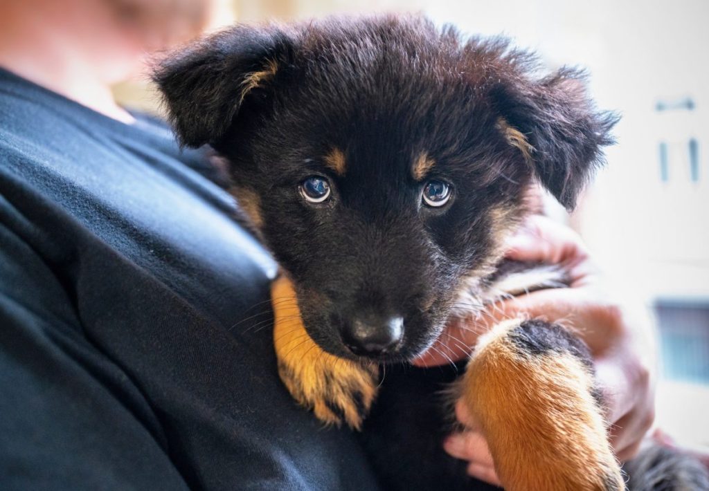 Bohemian shepherd puppy