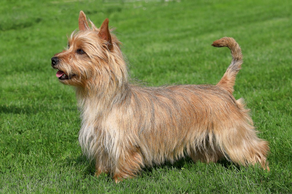 Australian Terrier on a green grass lawn.