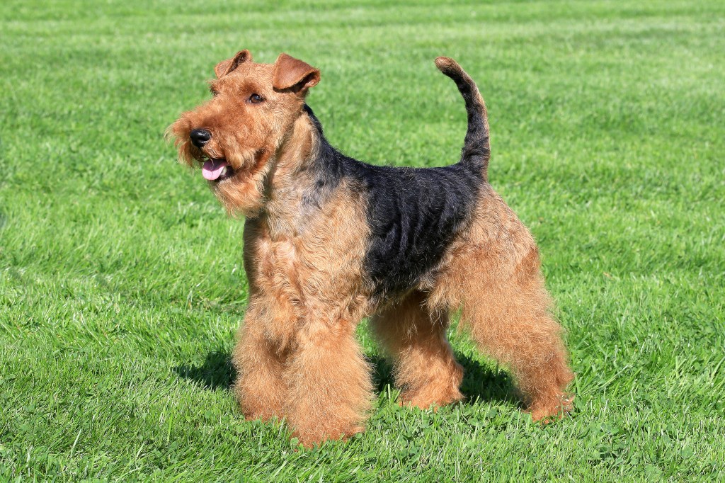 Typical Welsh Terrier in a summer garden