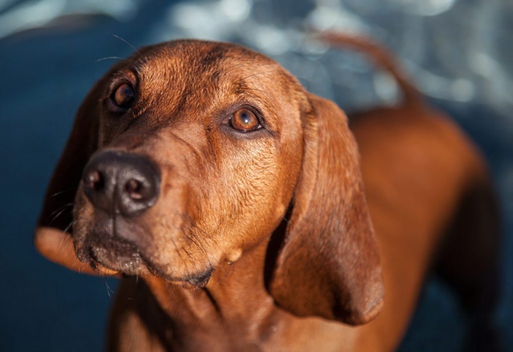 Redbone Coonhound in front of water.