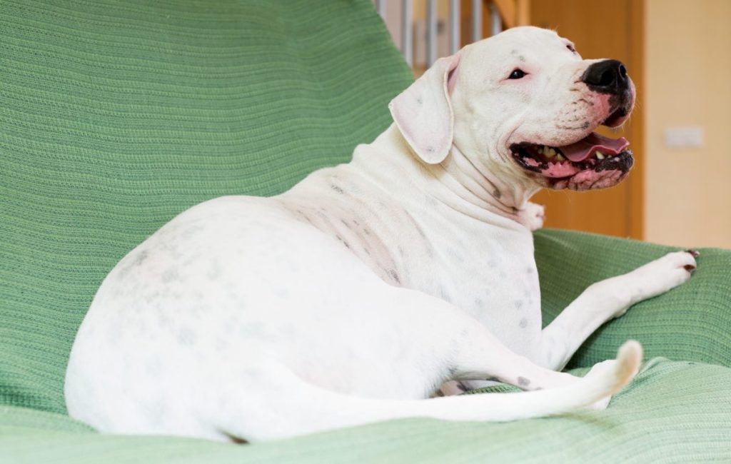 Dogo Argentino at home