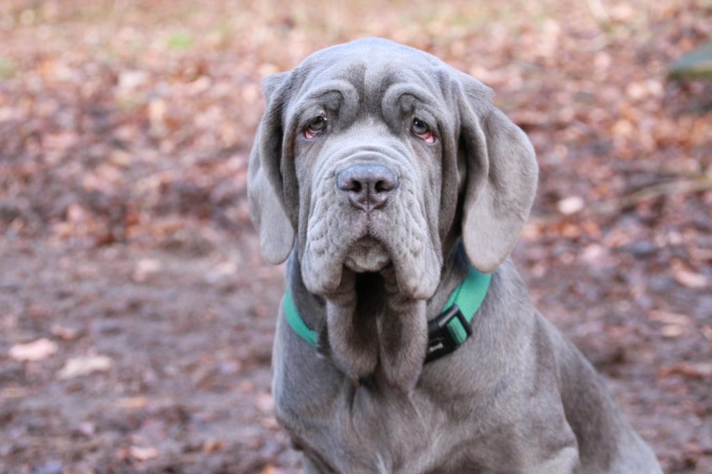 Neapolitan Mastiff puppy