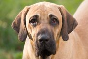 female of Fila Brasileiro (Brazilian Mastiff)