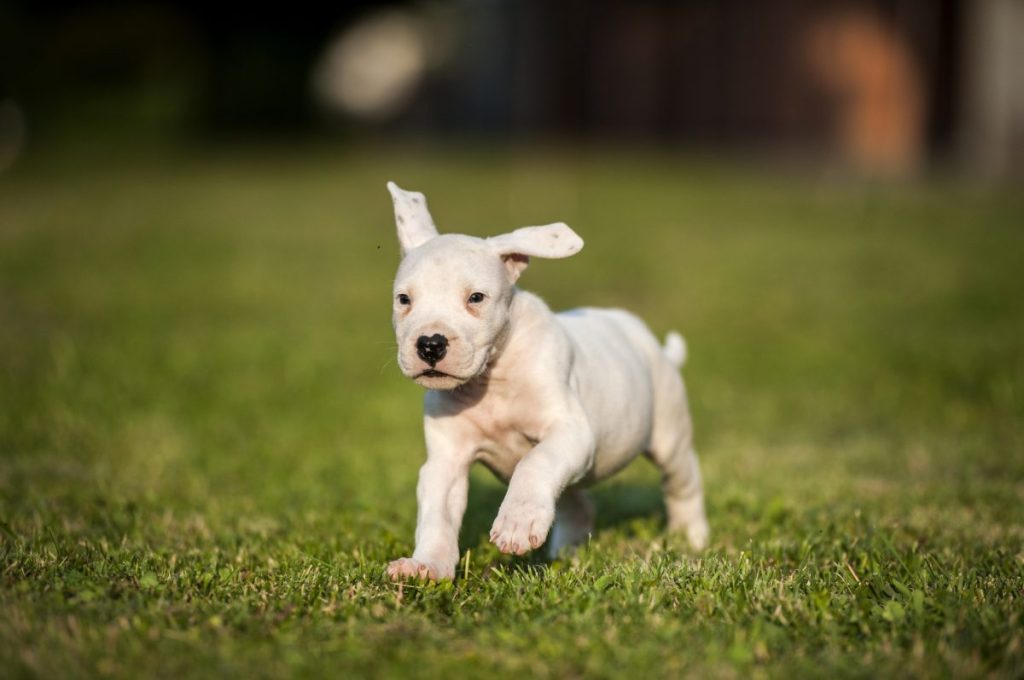 Dogo Argentino Puppy