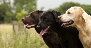 Chocolate lab, Black lab, and a Yellow lab