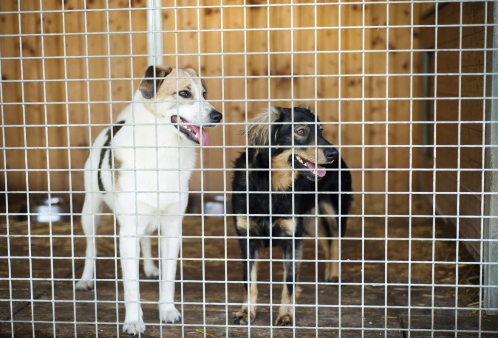 kenneled dogs abandoned at boarding facility