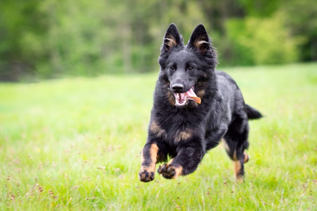 bohemian shepherd dog running