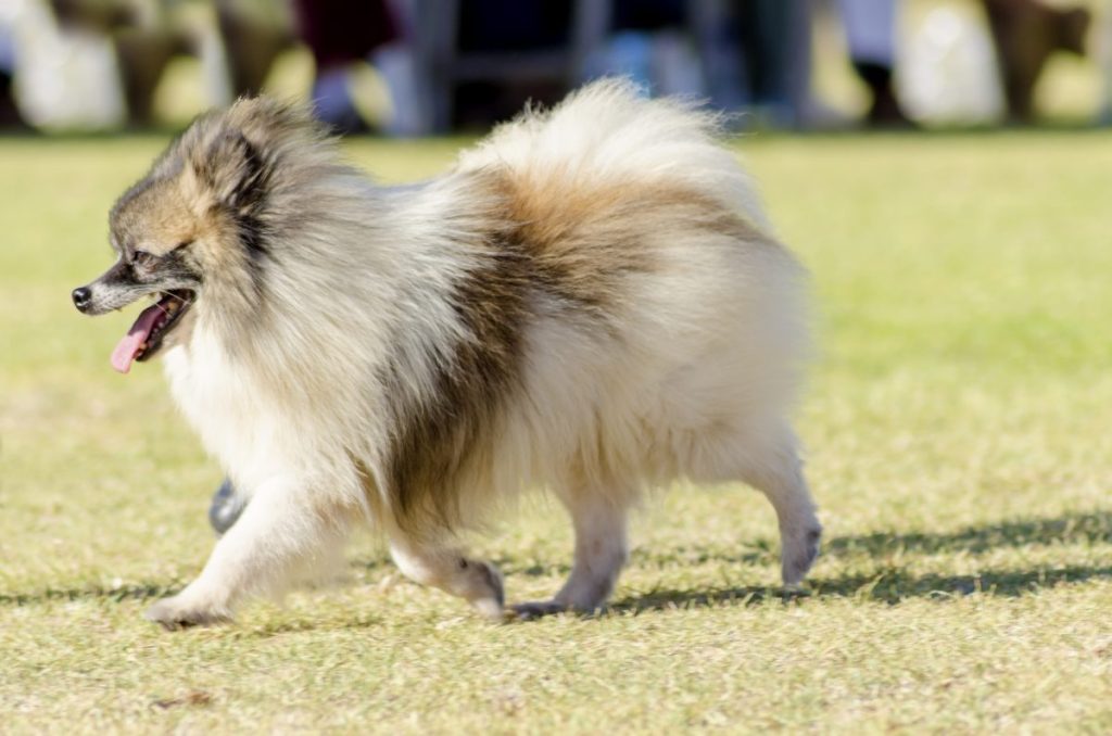 Miniature German Spitz