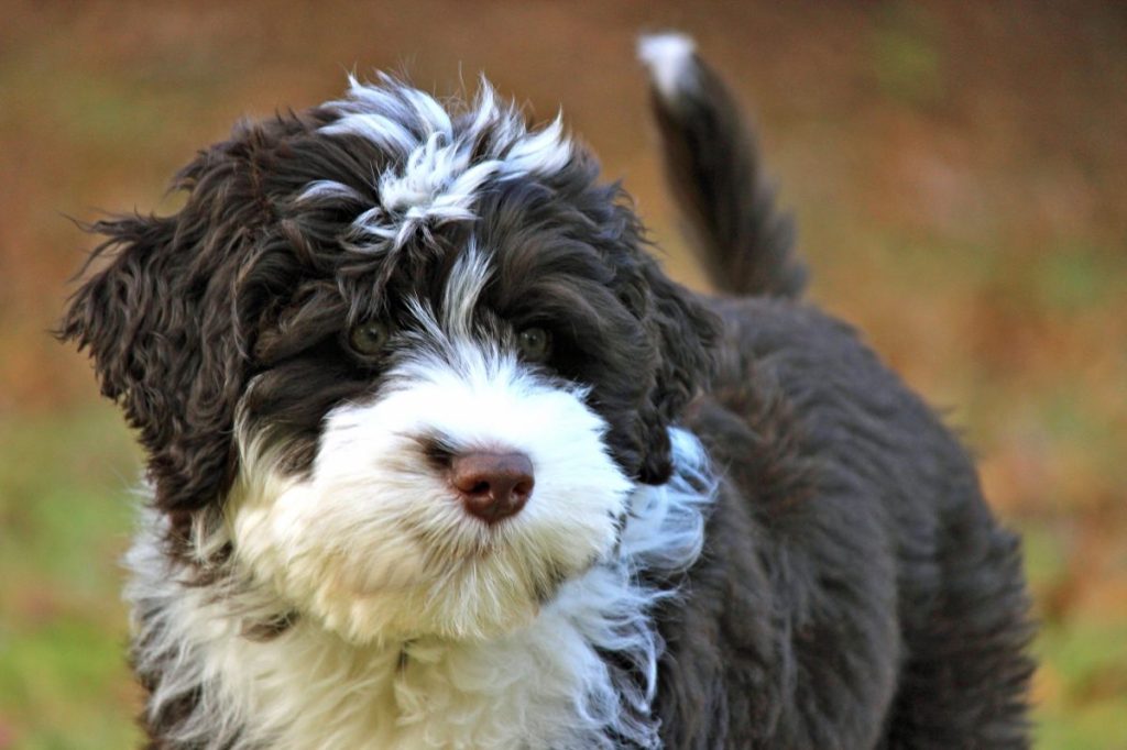 portuguese water dog puppy