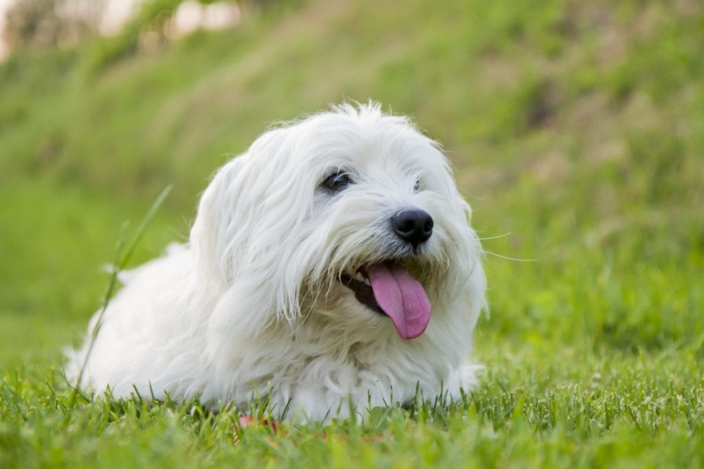 Cute coton de tulear dog