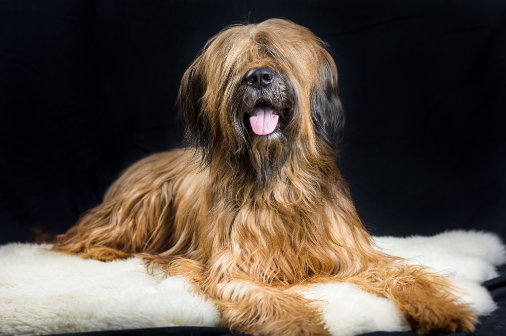 Briard lying down on white sheep skin.