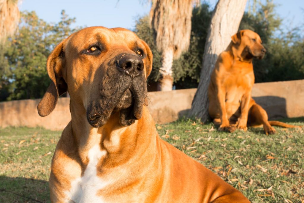 Portrait of a South African Boerboel dog