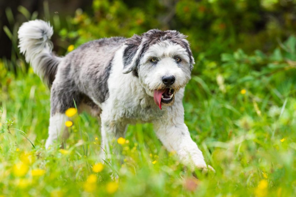 Polish Lowland Sheepdog walking